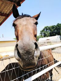 Close-up portrait of horse against sky