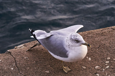 High angle view of seagull on land