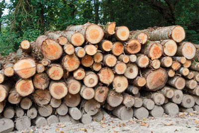 Stack of logs in forest