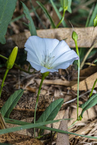 Close-up of white flowering plant