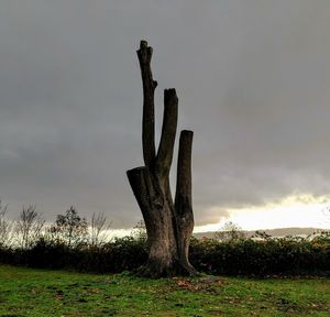 Low angle view of cactus on field against sky