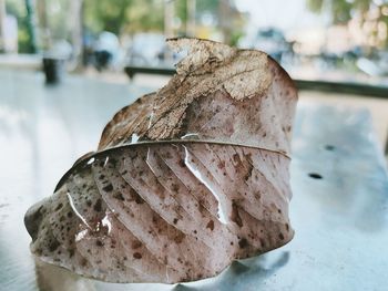 Close-up of dried food on table