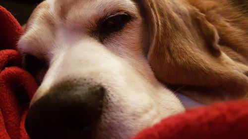 Close-up of dog sleeping at home