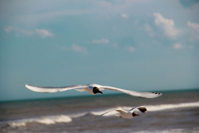 Seagulls flying over sea