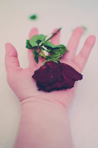 Close-up of cropped hand holding dry red rose on white background