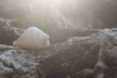 Close-up of shells on rock