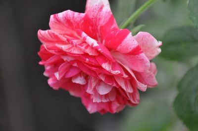 Close-up of pink flower blooming outdoors