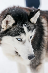 Close-up of dog looking away