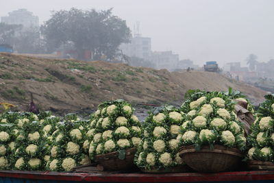 Potted plants in city