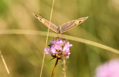 Close-up of butterfly pollinating on purple flower