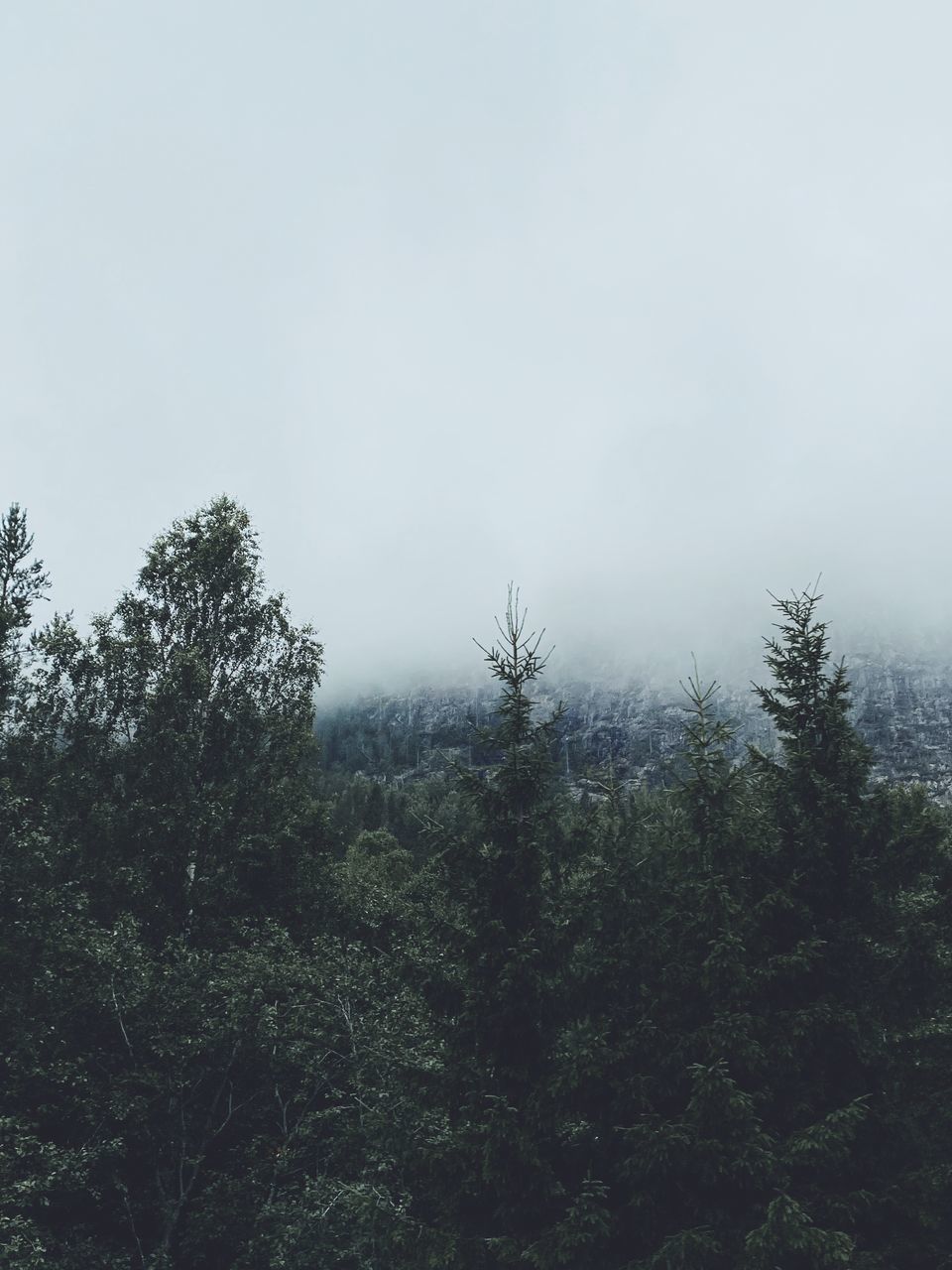 LOW ANGLE VIEW OF TREES IN FOREST