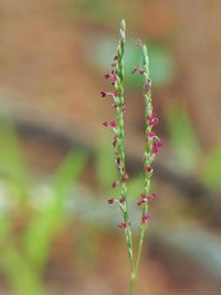 Close-up of plant