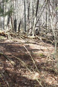 Bare trees in forest