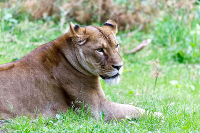 Portrait of a cat on field