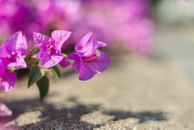 Close-up of pink flowering plant