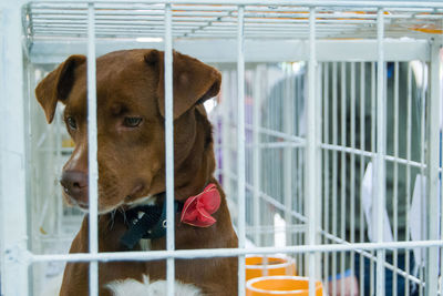 Dog looking away in cage