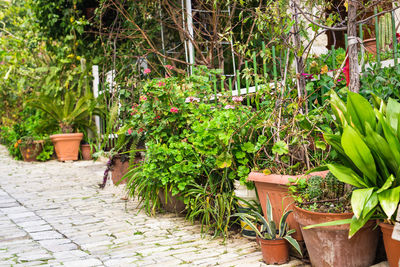 Potted plants in garden