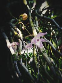 Close-up of flower buds growing outdoors