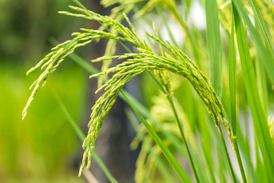 Close-up of wheat growing on field