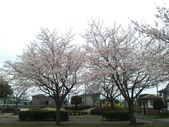 View of bare trees against sky