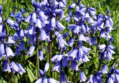 Close-up of purple flowering plants