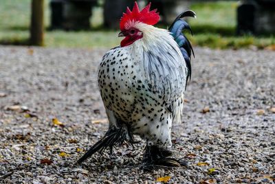 Close-up of rooster on field