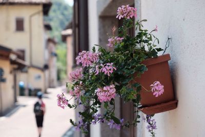 Close-up of flower pot against the wall