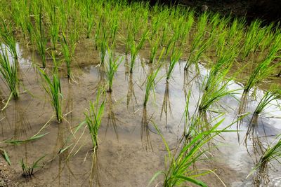 High angle view of plants in lake