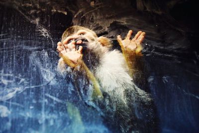 Close-up of monkey in lake