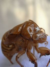Close-up of insect against blurred background