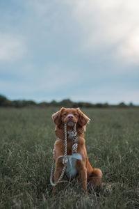 Fluffy brown nova scotia duck tolling retriever sitting in green grass and holding rope in the mouth