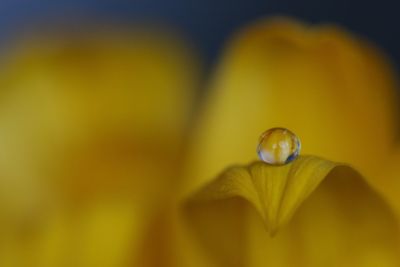 Close-up of yellow flower against blurred background