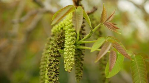 Close-up of plant