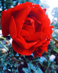 Close-up of red rose