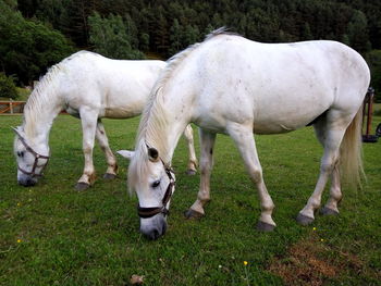 Close-up of horses grazing on field