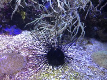 View of coral swimming in sea