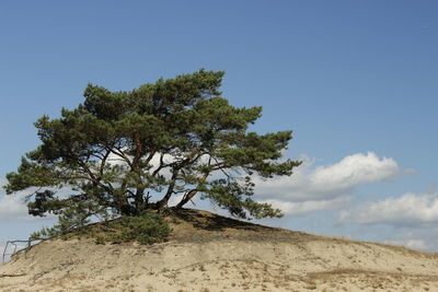 Low angle view of tree against blue sky