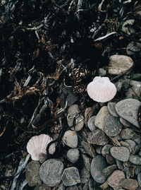 High angle view of mushrooms growing on rock