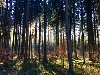 Trees in forest against sky