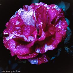 Close-up of wet pink rose flower