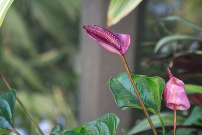 Close-up of pink flowering plant