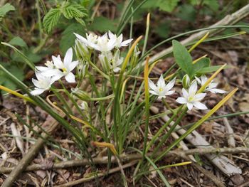 Close-up of white flowering plants on field