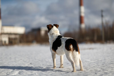 Dog standing in snow