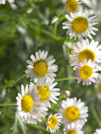 Close-up of white daisy flowers