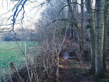 View of bare trees in forest