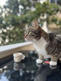 pet