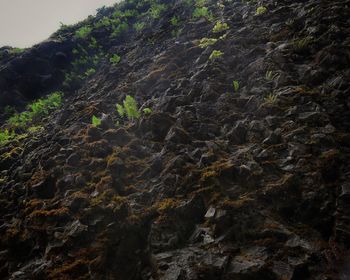 Close-up of rock on landscape against sky