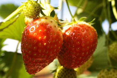 Close-up of strawberries on tree