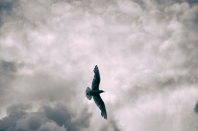 Low angle view of bird flying against sky