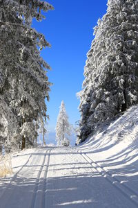 Low angle view of snow covered trees against clear blue sky